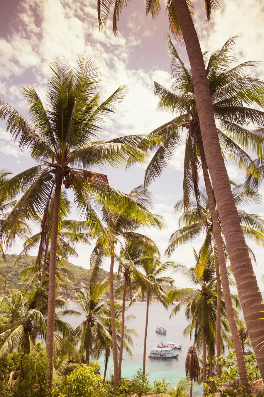 Palms on the hillside at LUM, Koh Tao