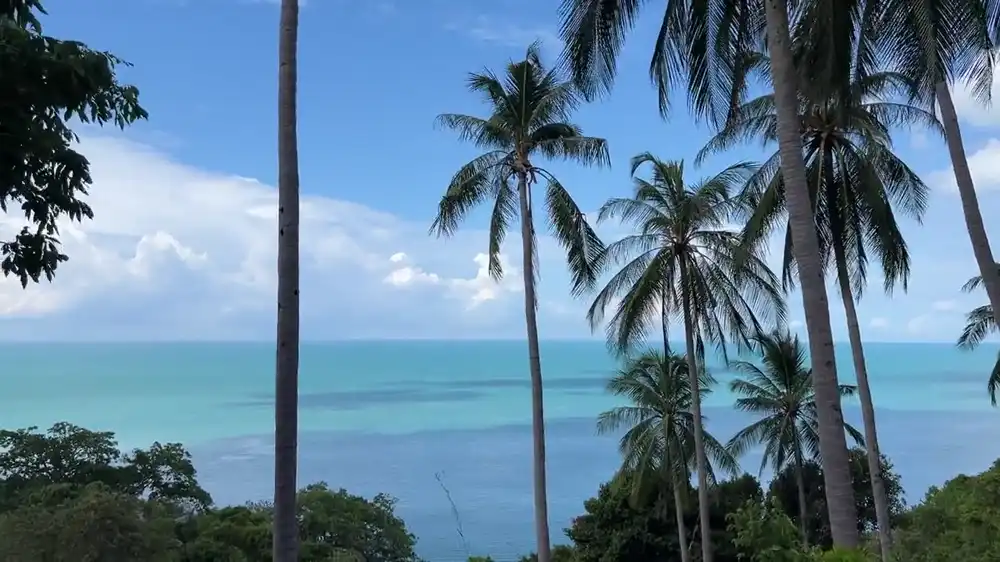 Palms and the sea on the hillside at LUM
